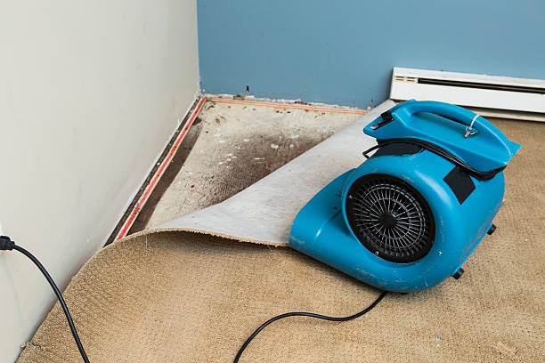 Best Mold removal after water damage  in Fultonde, AL
